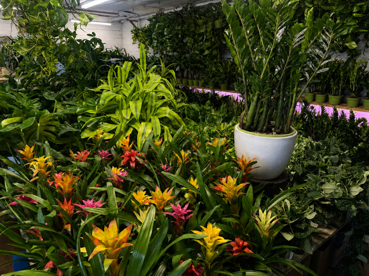 A colorful selection of bromeliads and tropical plants at Lucky Plants