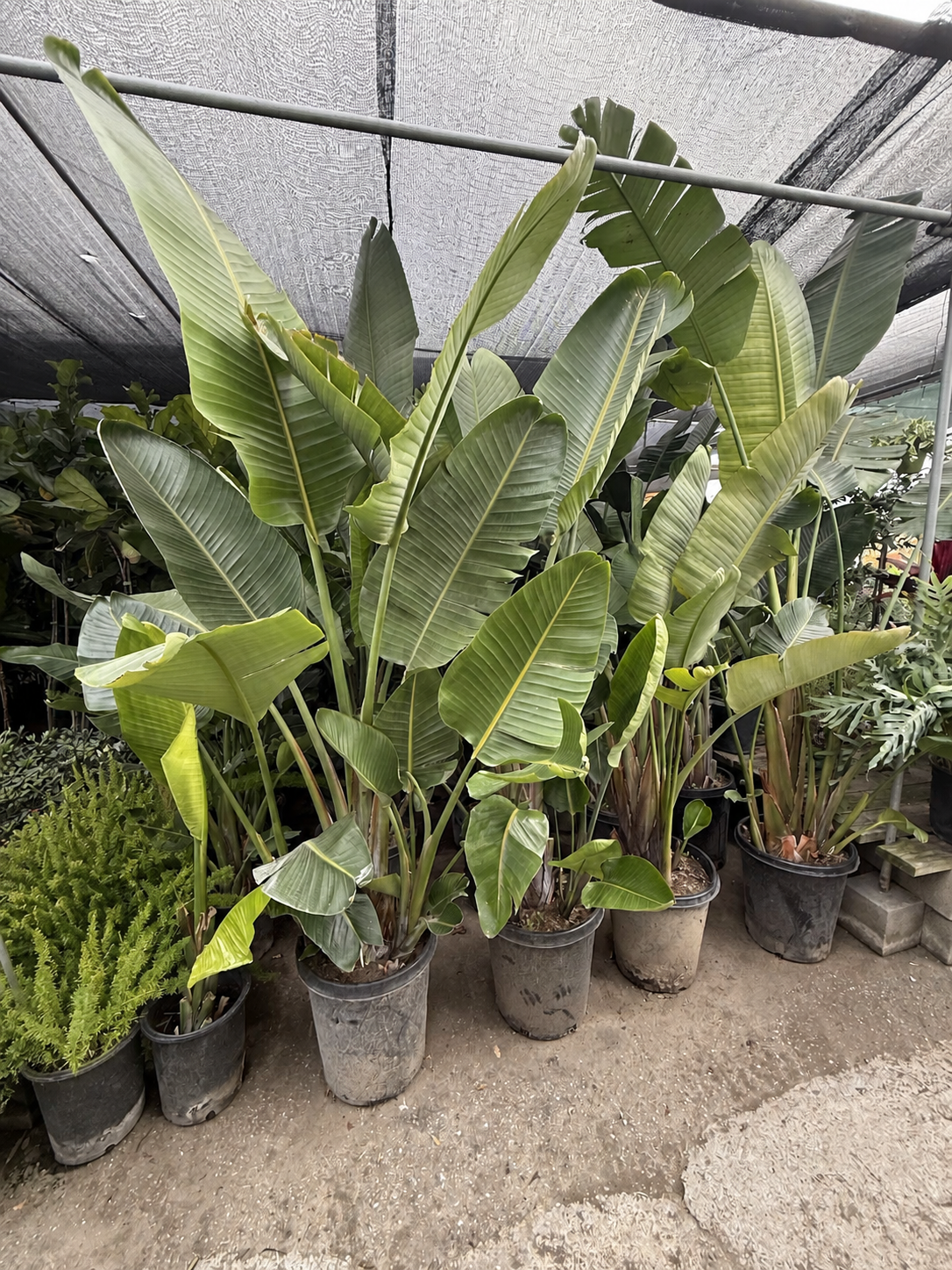 Tall tropical plants from the Lucky Plants nursery