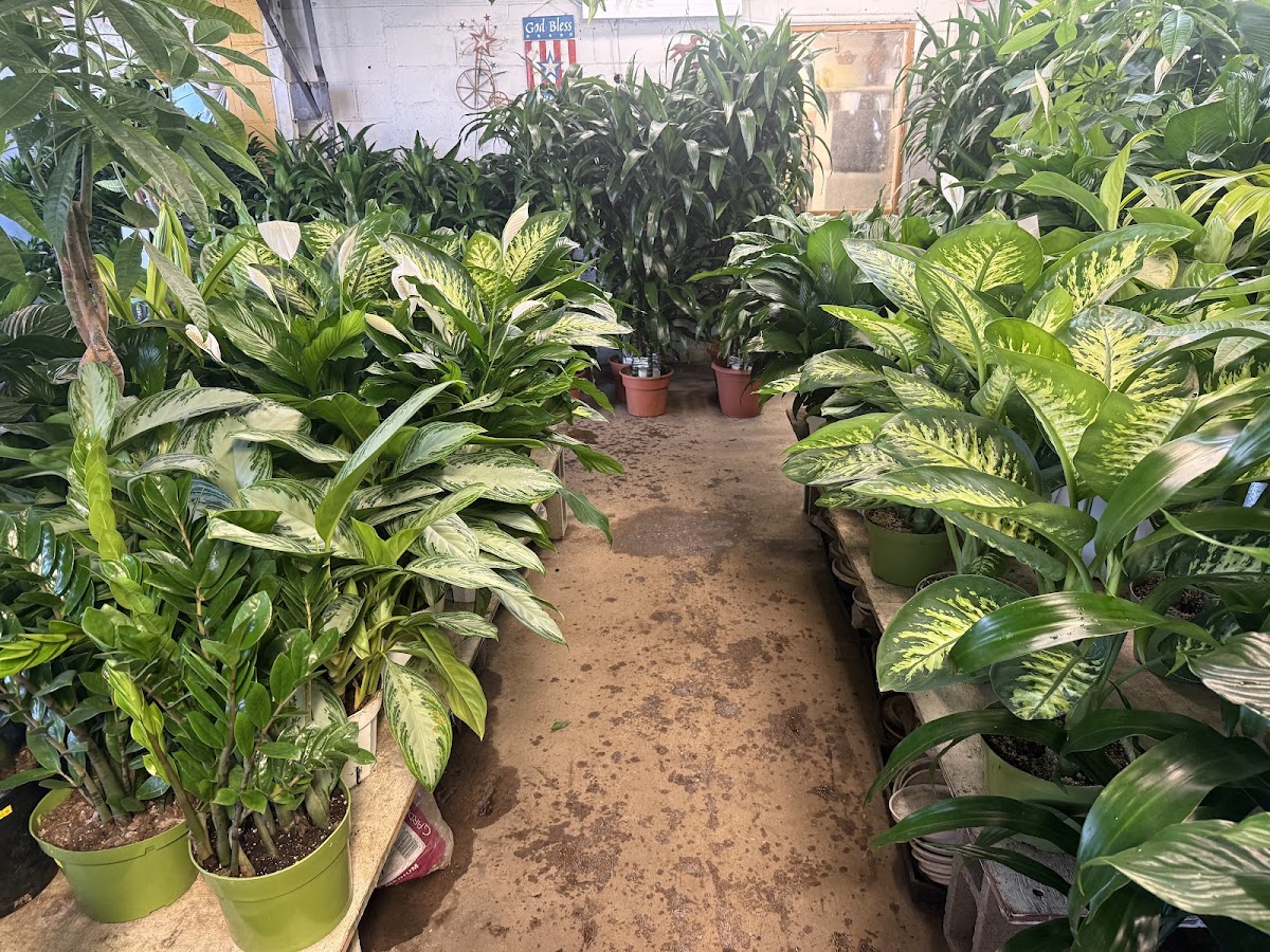 An aisle filled with Lucky Plants greenery